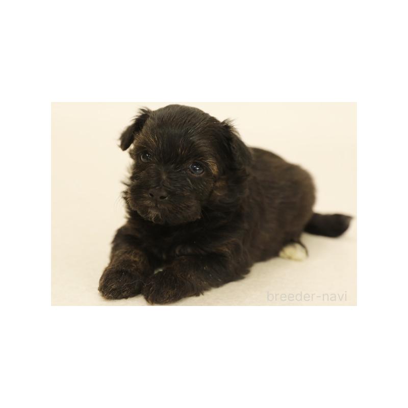 販売中の神奈川県のミックス犬-394429